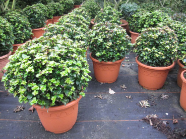 Ilex mas. Little Rascal Kugel